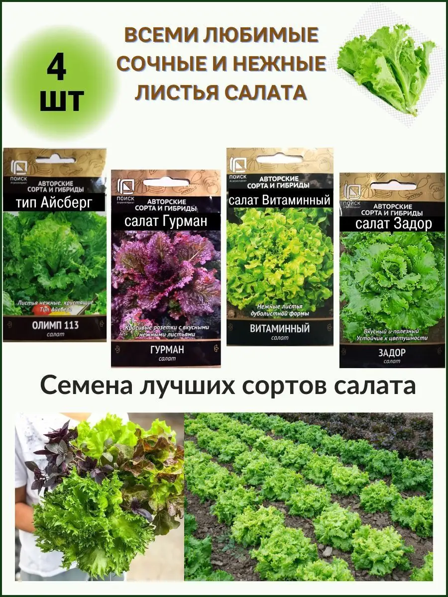 Топ-10 овощей для начинающих садоводов 🥦🍅