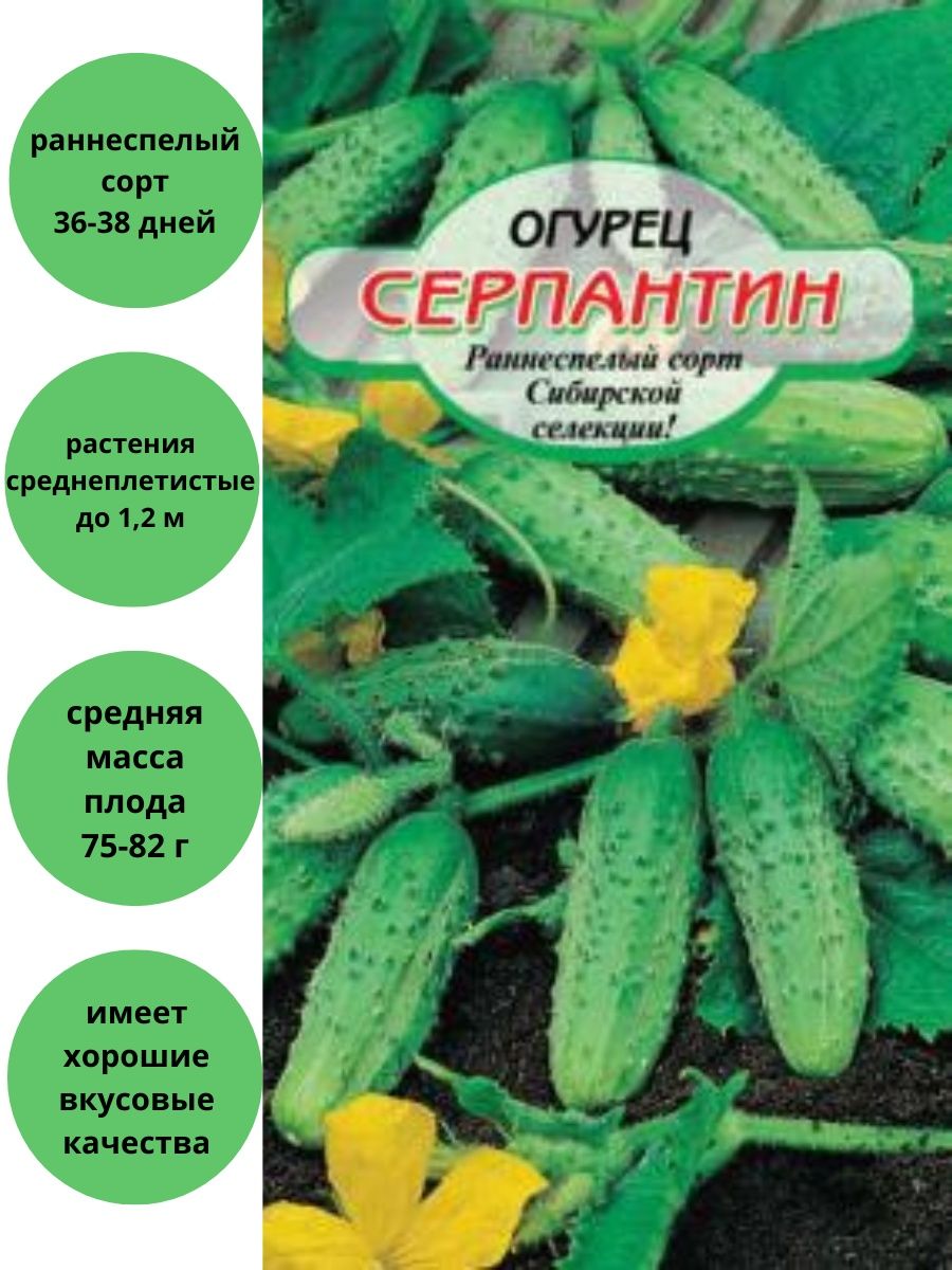 Огурец серпантин отзывы. Огурец серпантин. Серпантин огурец описание. Огурец серпантин 15 шт. Огурец серпантин 10-15шт/10.