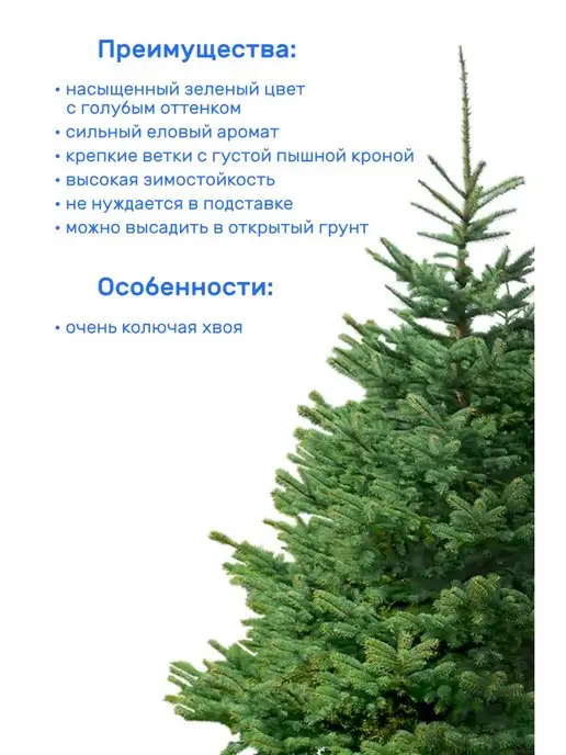 Elki-Eli Ель Зеленая, живая новогодняя елка в горшке, 60-80 см, зеленый, фото 2