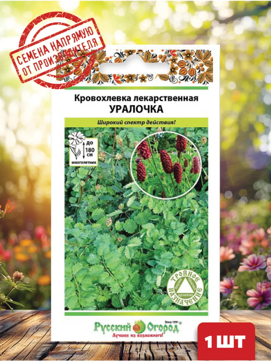 Кровохлебка лекарственная уралочка