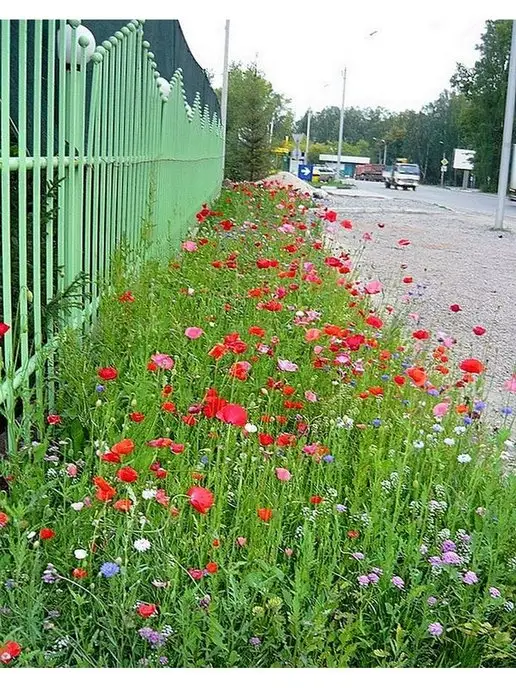 Русский огород Цветочный газон Дорога к дому семена цветов, вариант, фото 6