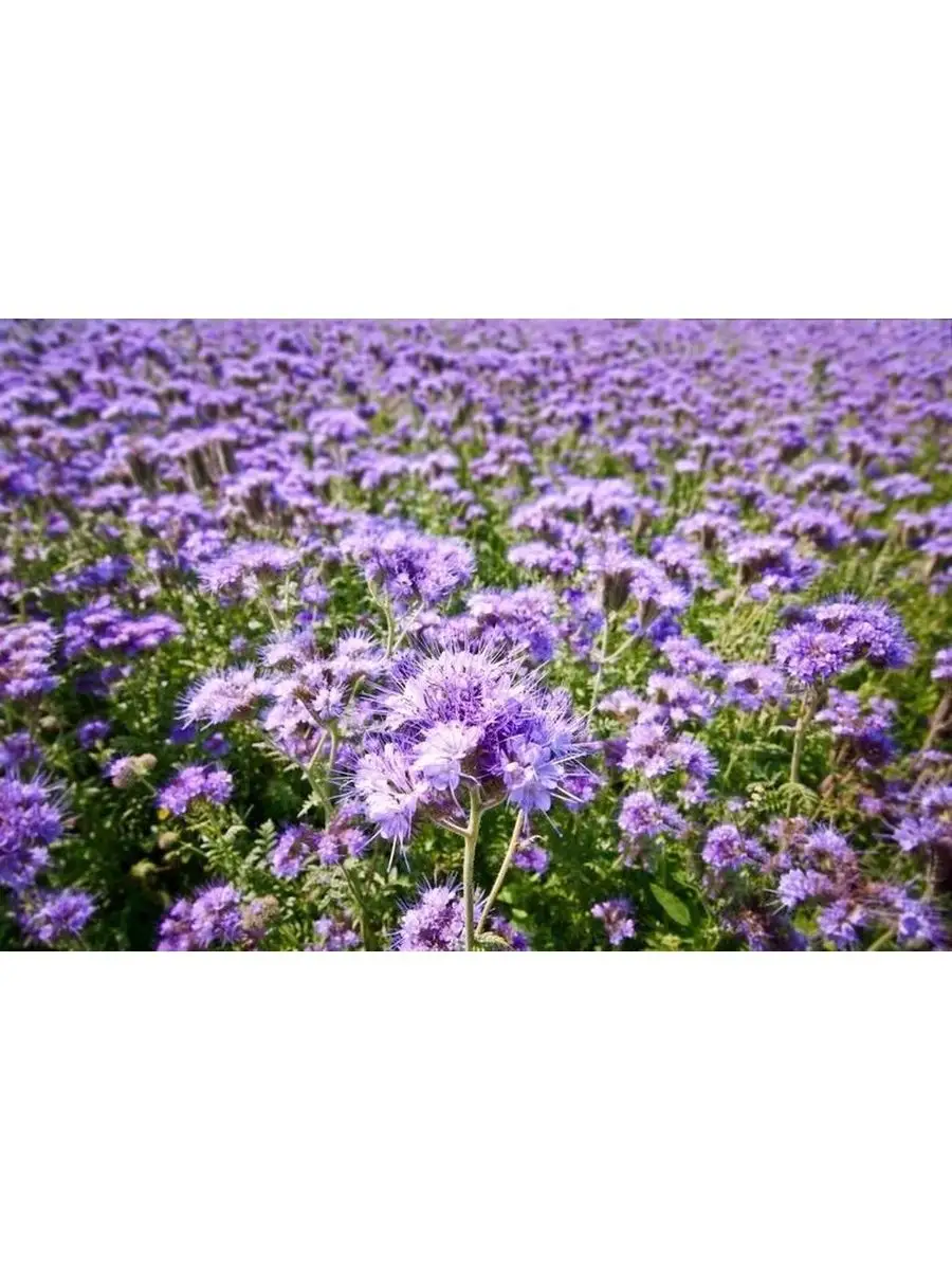 Фацелия пижмолистная. Фацелия пижмолистная радуга. Фацелия медонос. Фацелия пурша многолетняя. Фацелия для чего она.