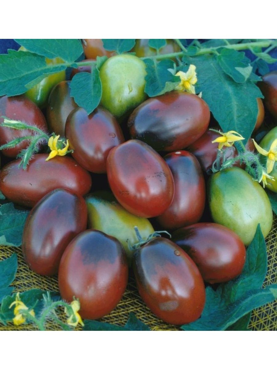 Черный мавр томат характеристика и описание сорта