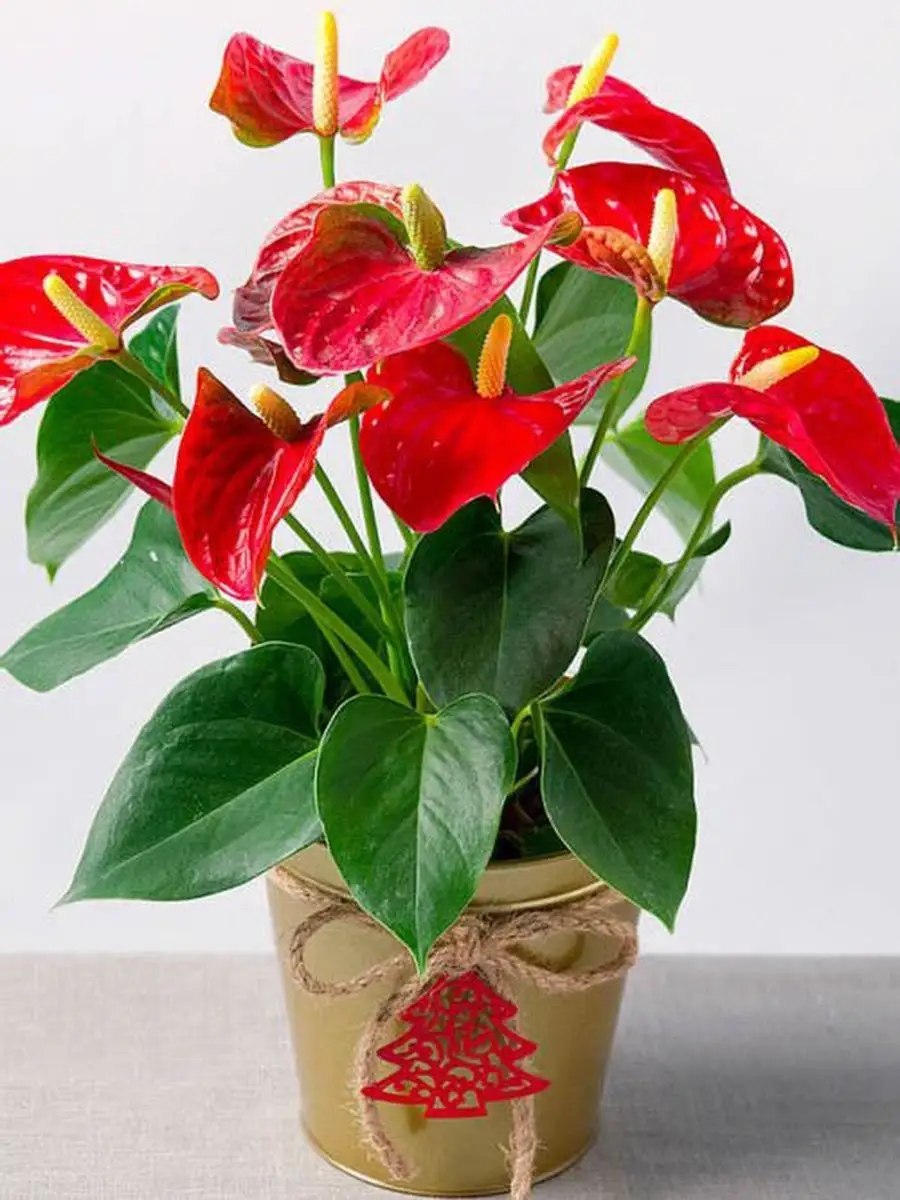 Грунт для антуриума: составляем самостоятельно или покупаем готовый