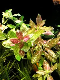 Гигрофила узорчатая розанервиг (3 ветки). Aqua_Plants 139303135 купить за 291 ₽ в интернет-магазине Wildberries