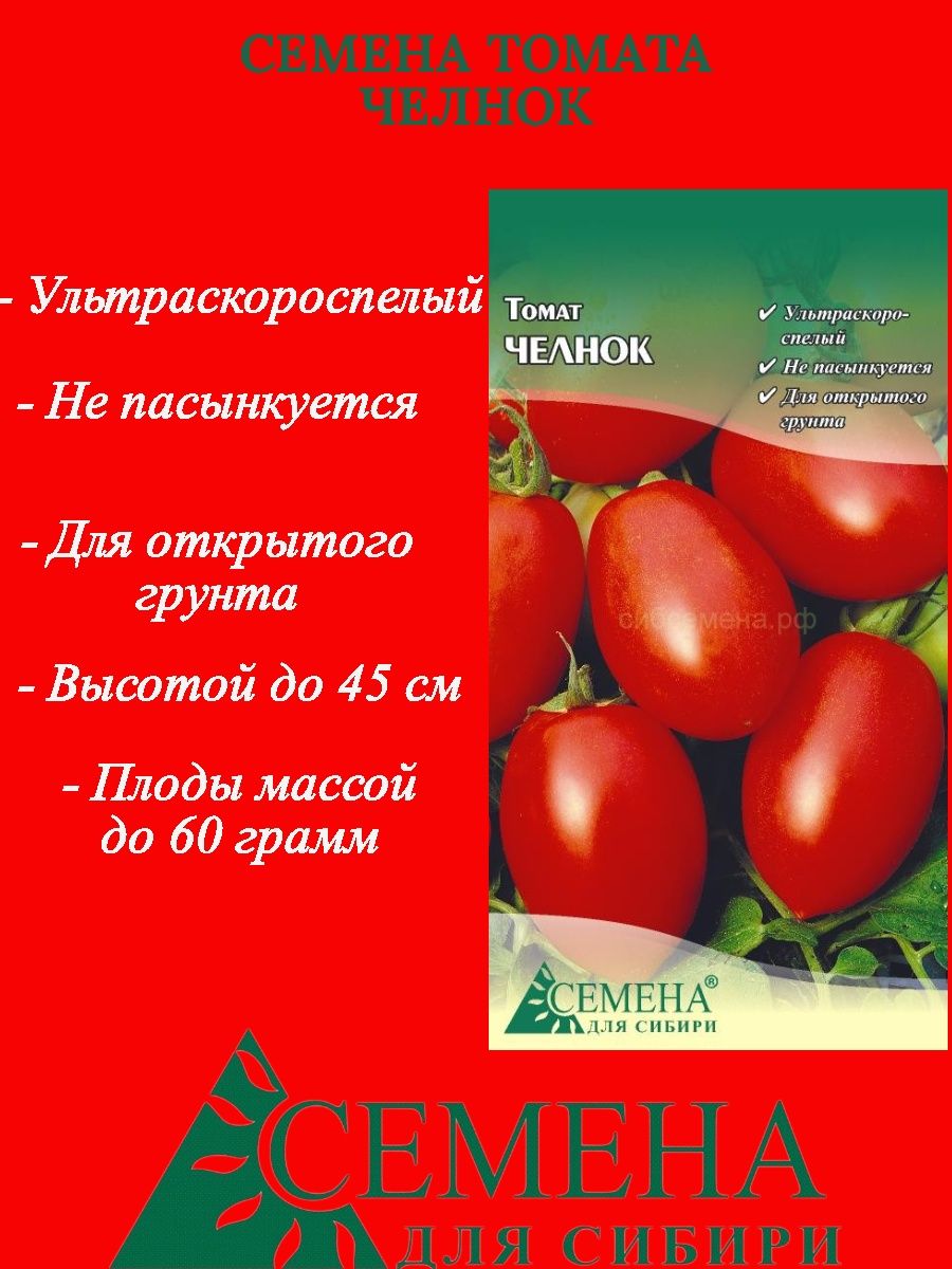 Помидор челнок описание. Томат челнок. Кусты помидора челнок. Сорт челнок. Томат челнок фирма агржкс какого размера.