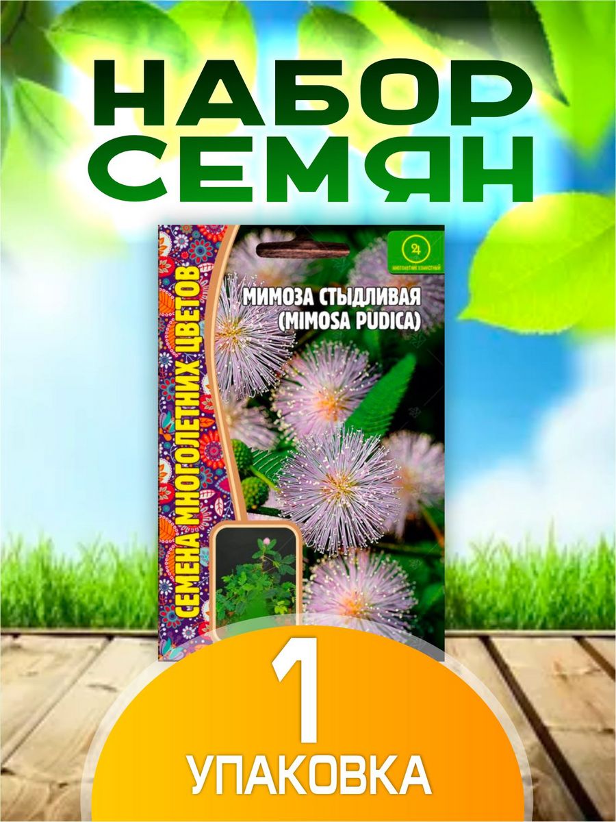 Мимоза семена. Семена мимозы. Комнатная семена мимозы производства фирмы.