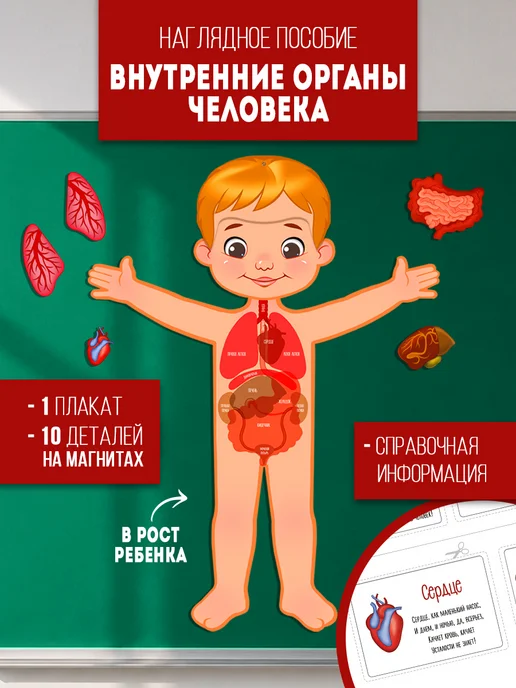 Плакат обучающий в школу, анатомия медицинский ТМ Империя поздравлений