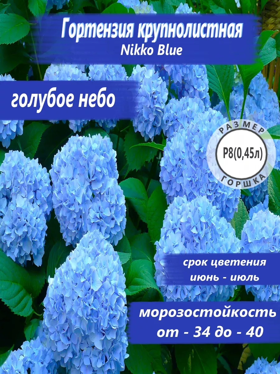 Гортензия крупнолистная Nikko Blue Садовые Растения 140020673 купить за 351  ₽ в интернет-магазине Wildberries