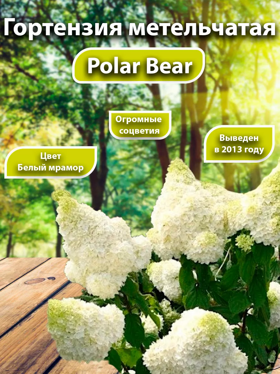 Гортензия метельчатая Polar Bear Садовые Растения 140021379 купить за 369 ₽  в интернет-магазине Wildberries