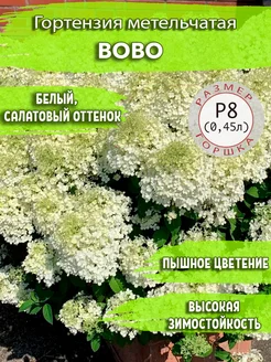 Гортензия метельчатая Bobo Садовые Растения 140021504 купить за 285 ₽ в интернет-магазине Wildberries