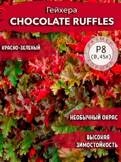 Гейхера Chocolate Ruffles Садовые Растения 140081211 купить за 317 ₽ в интернет-магазине Wildberries