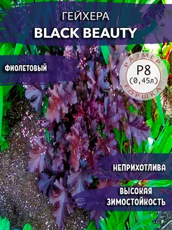 Гейхера Black Beauty Садовые Растения 140081359 купить за 430 ₽ в интернет-магазине Wildberries