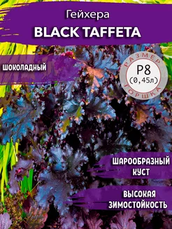 Гейхера Black Taffeta Садовые Растения 140081418 купить за 332 ₽ в интернет-магазине Wildberries