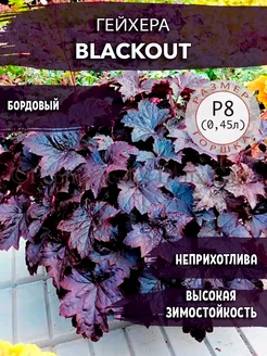 Гейхера Blackout Садовые Растения 140081421 купить за 317 ₽ в интернет-магазине Wildberries