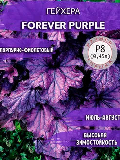 Гейхера Forever Purple Садовые Растения 140081502 купить за 430 ₽ в интернет-магазине Wildberries