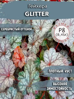 Гейхера Glitter Садовые Растения 140081567 купить за 430 ₽ в интернет-магазине Wildberries