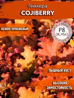 Гейхера Gojiberry Садовые Растения 140081569 купить за 355 ₽ в интернет-магазине Wildberries