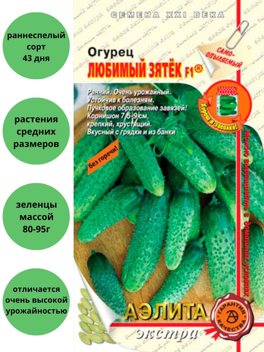 Сорт огурцов зятек отзывы