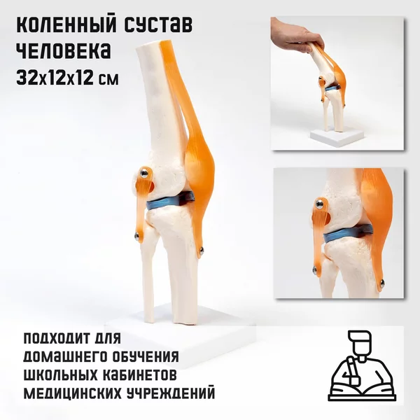 Макет Коленный сустав