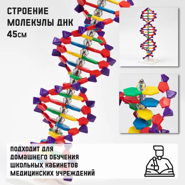 Строение молекулы Днк