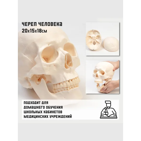 Макет Череп человека игрушка