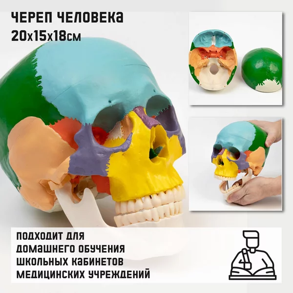 Макет Череп человека
