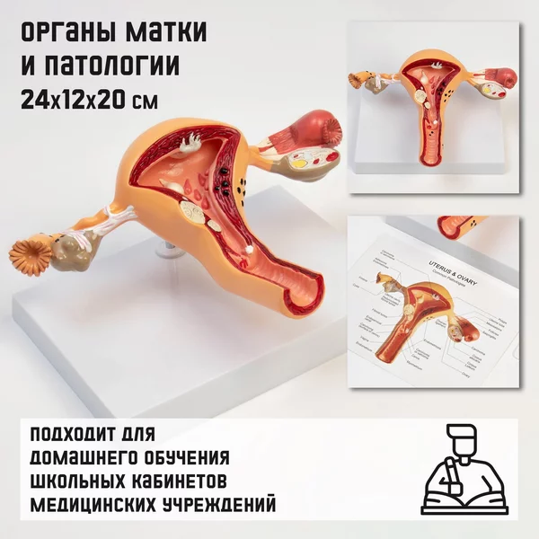 Макет Органы