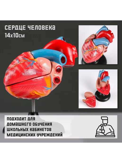 Сималенд Макет Сердце человека, вариант, фото 2