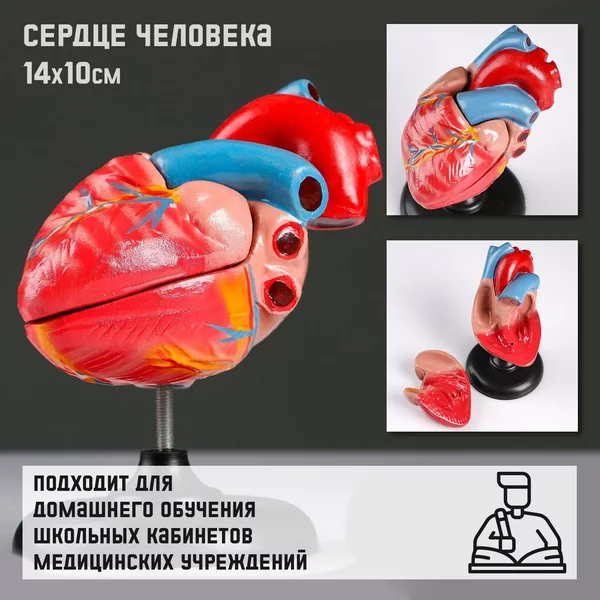 Макет Сердце человека