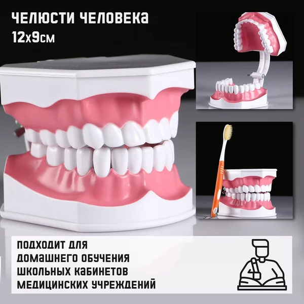 Макет Челюсти человека