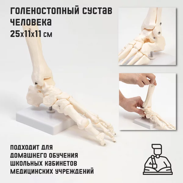 Макет Голеностопный сустав