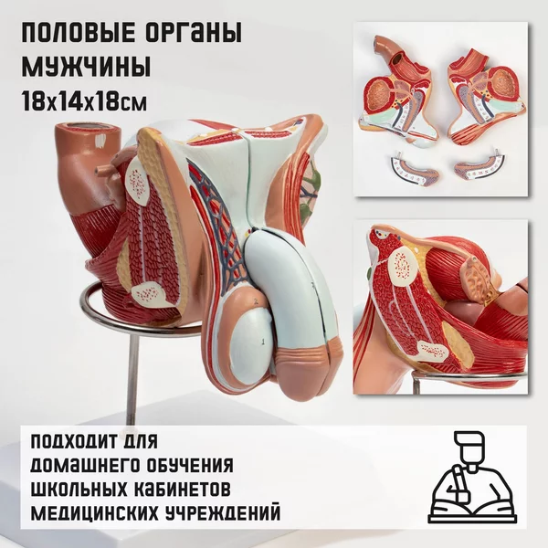 Макет органы мужчины
