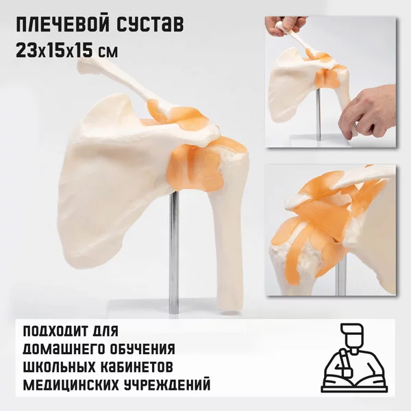 Макет Плечевой сустав