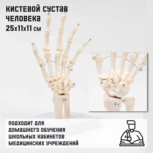Макет Кистевой сустав игрушка
