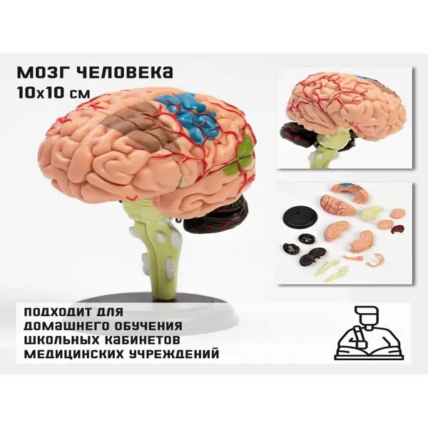 Макет Мозг человека