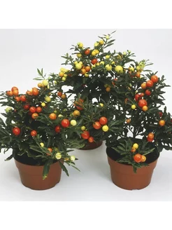 Семена Ангинник (Solanum capsicastrum) 4шт EKZO.TERRA 140275531 купить за 310 ₽ в интернет-магазине Wildberries