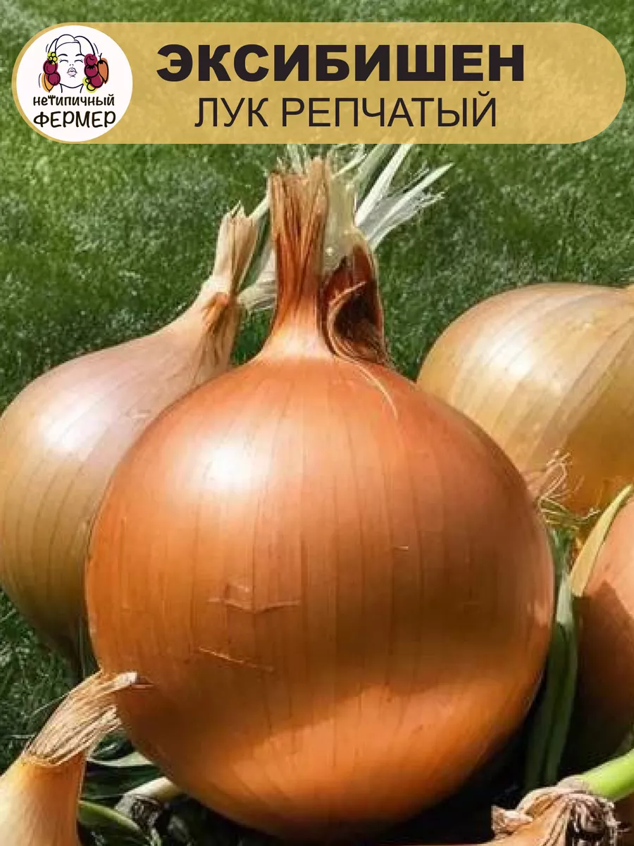 Лук репчатый Эксибишен, 50 шт. Проверено в Сибири