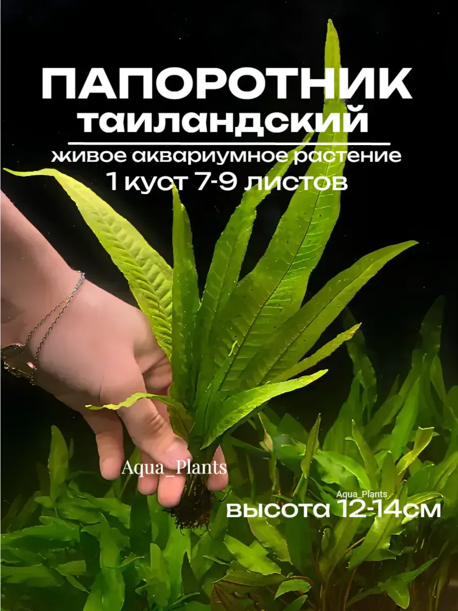 Папоротник таиландский 1 куст живые аквариумные растения