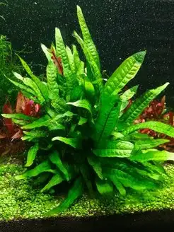 Папоротник Таиландский. Живое растение для аквариума Aqua_Plants 140572796 купить за 308 ₽ в интернет-магазине Wildberries