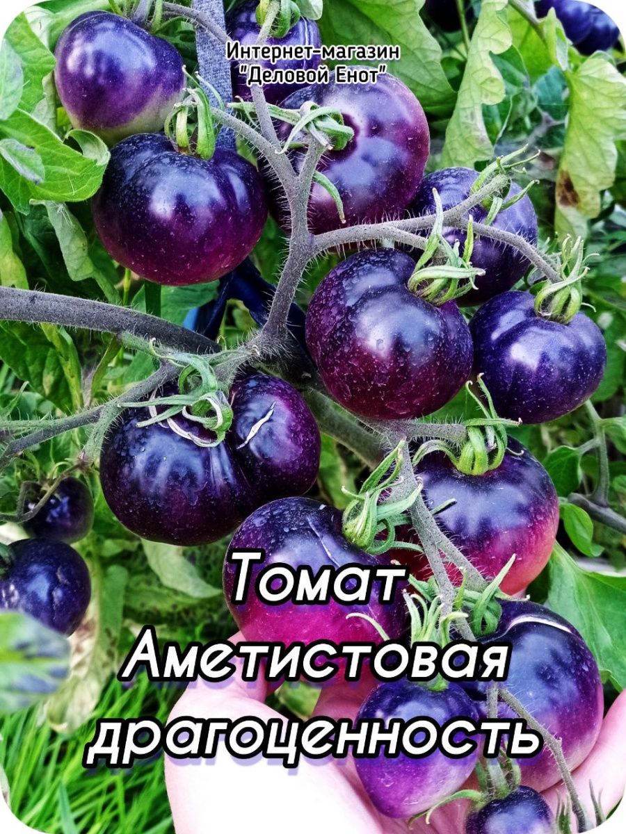 Томат аметист. Помидоры Аметистовая драгоценность. Томат драгоценность. Семена Аметистовая драгоценность. Аметистовая красота томаты.