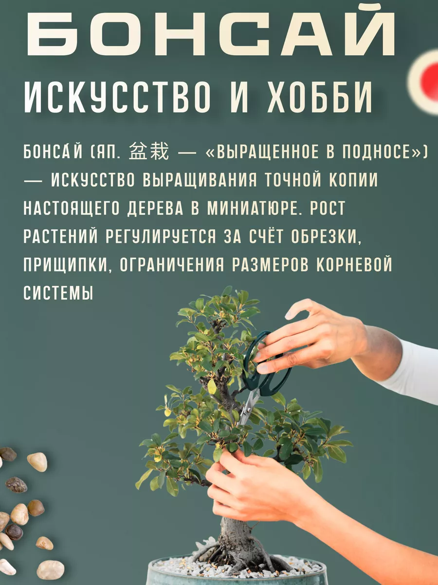 Набор для выращивания растений и деревьев бонсай для дома Plant Republic  140894106 купить за 1 201 ₽ в интернет-магазине Wildberries