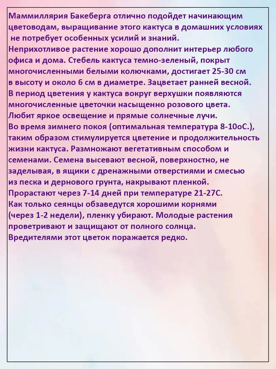 Маммиллярия Бакеберга Летиция (кактус) 2 уп Гавриш 141400147 купить в  интернет-магазине Wildberries