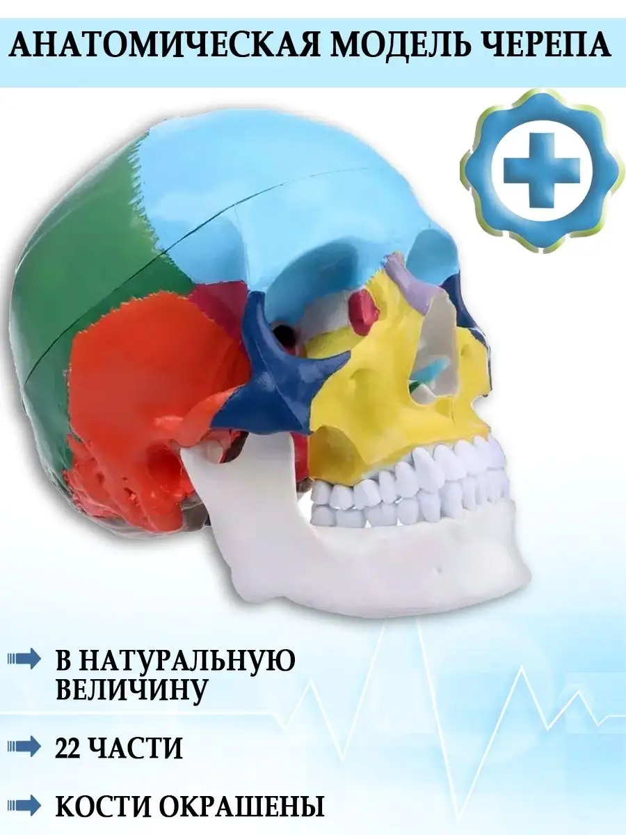 Анатомическая модель черепа в натуральную величину, 22части