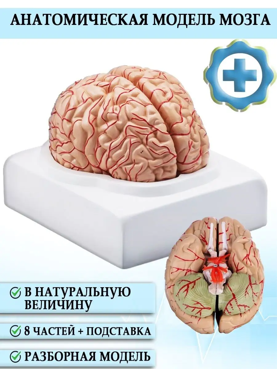 Анатомическая модель мозга разборная на подставке