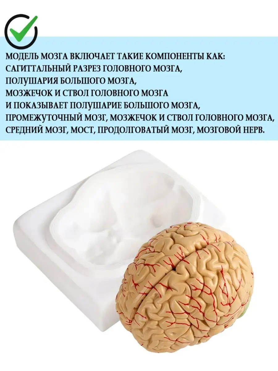 Классическая модель мозга, 2 части