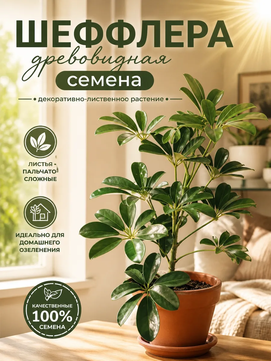 Шеффлера древовидная семена цветов