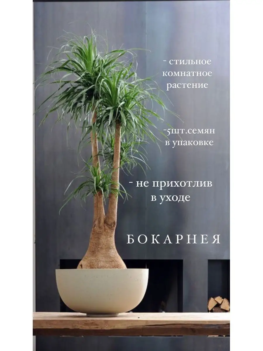 Бокарнея