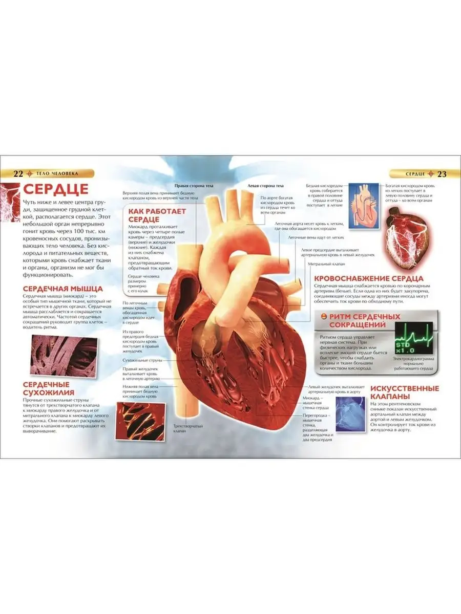 Детская энциклопедия Тело человека Росмэн 141767399 купить в  интернет-магазине Wildberries