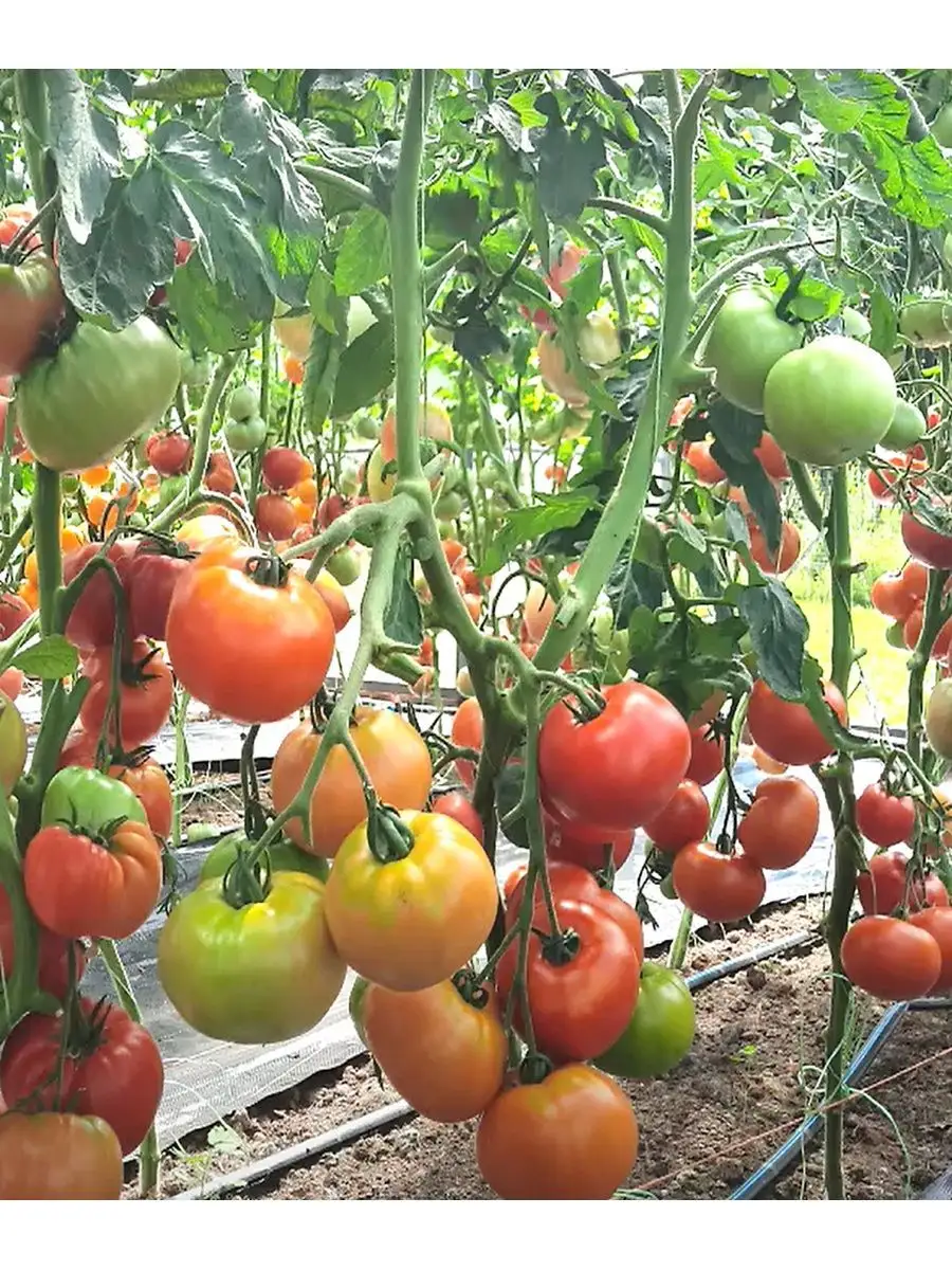 Сибирский сад Семена томатов Король Ранних крупный скороспелый для теплиц